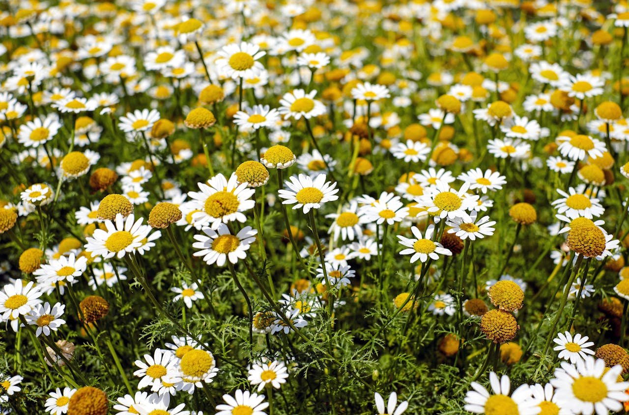 A lush field of chamomile flowers in full bloom during a bright summer day outdoors.